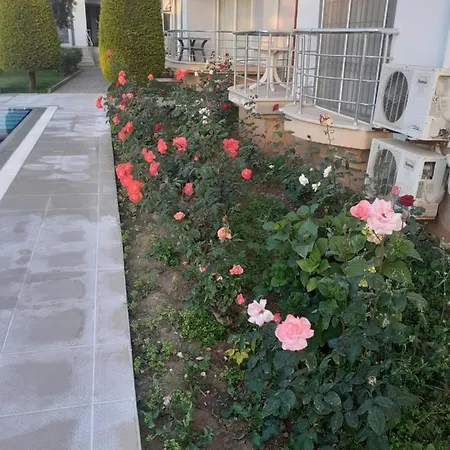 Palmbeach Site * 费特希耶